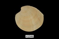 藏品(圓鏡文蛤)的圖片